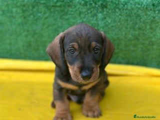 Teckel Miniatura perros Teckel - Anuncio 11