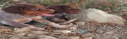 Épagneul Breton perros en venta: Epagneul bretón  - Anuncio 4