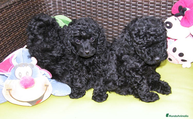 Caniche Toy perros en Ávila - Anuncio 5