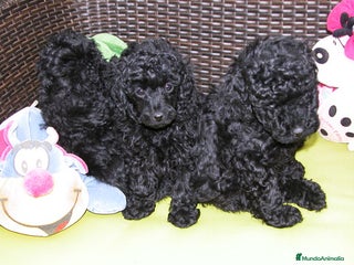 Caniche Toy perros en Ávila - Anuncio 5