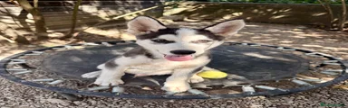 Husky Siberiano 1