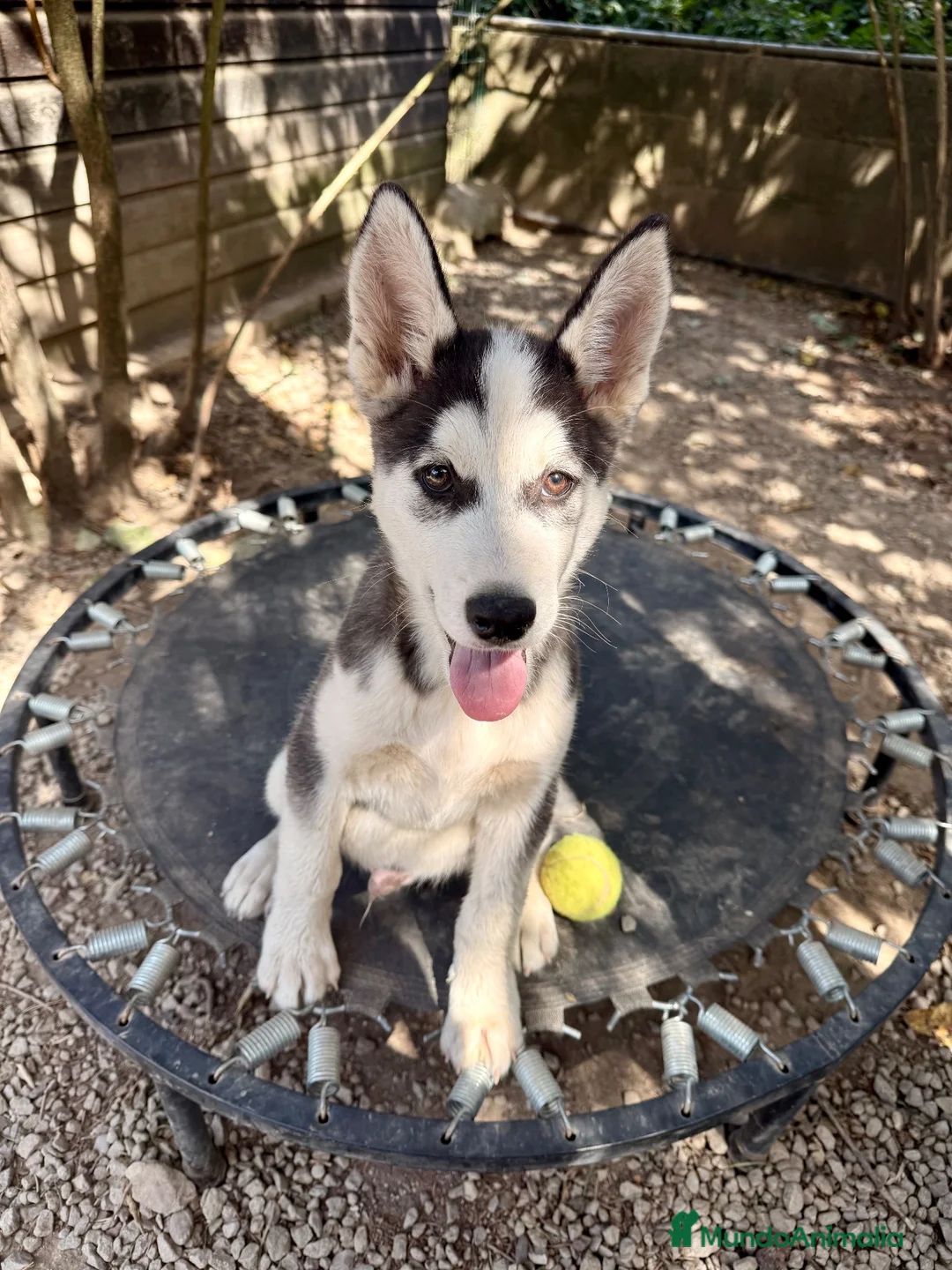Husky Siberiano perros en venta: HUSKY SIBERIANO - Anuncio 2