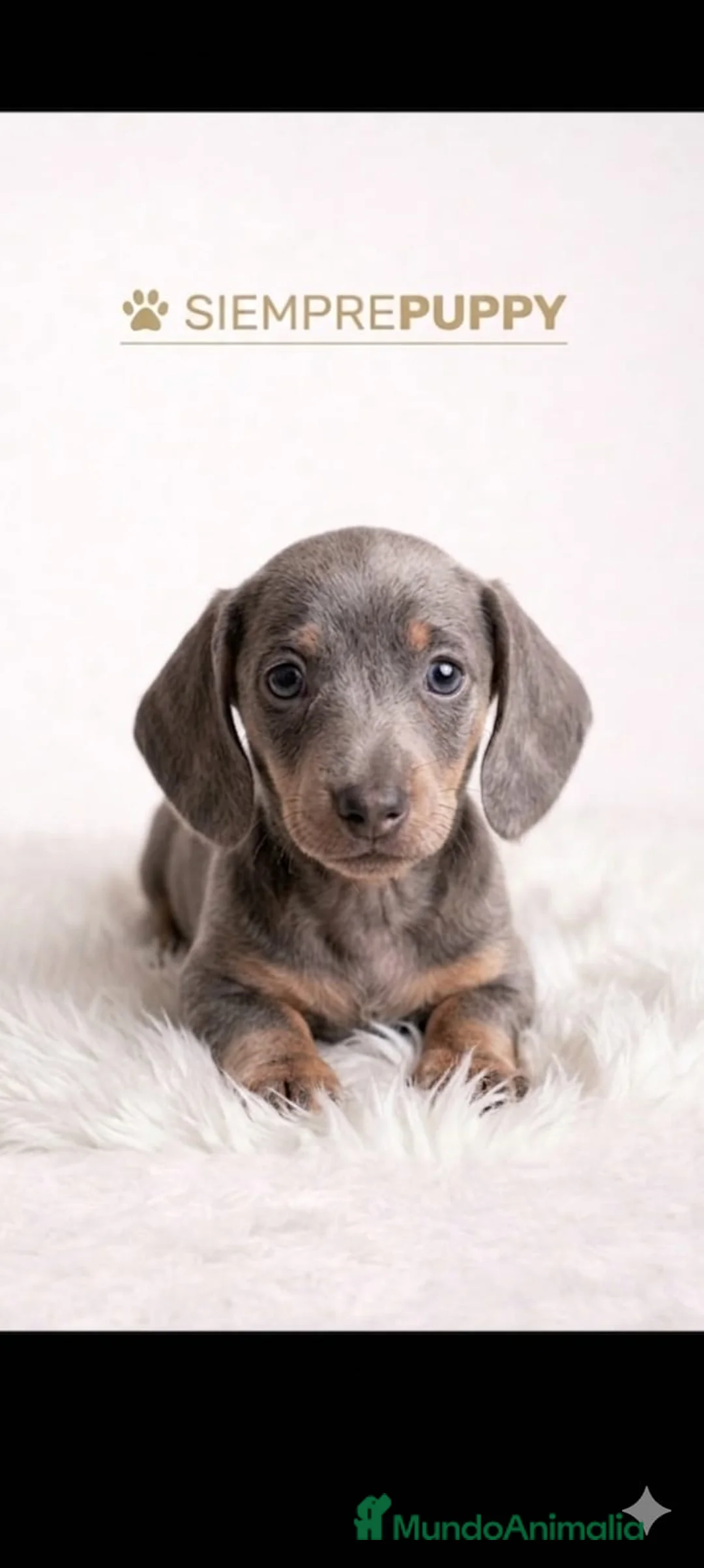 Teckel Miniatura perros en venta: TECKEL MINIATURA - Anuncio 1