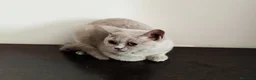 Británico de Pelo Corto gatos en venta: British Shorthair Lila  - Anuncio 2