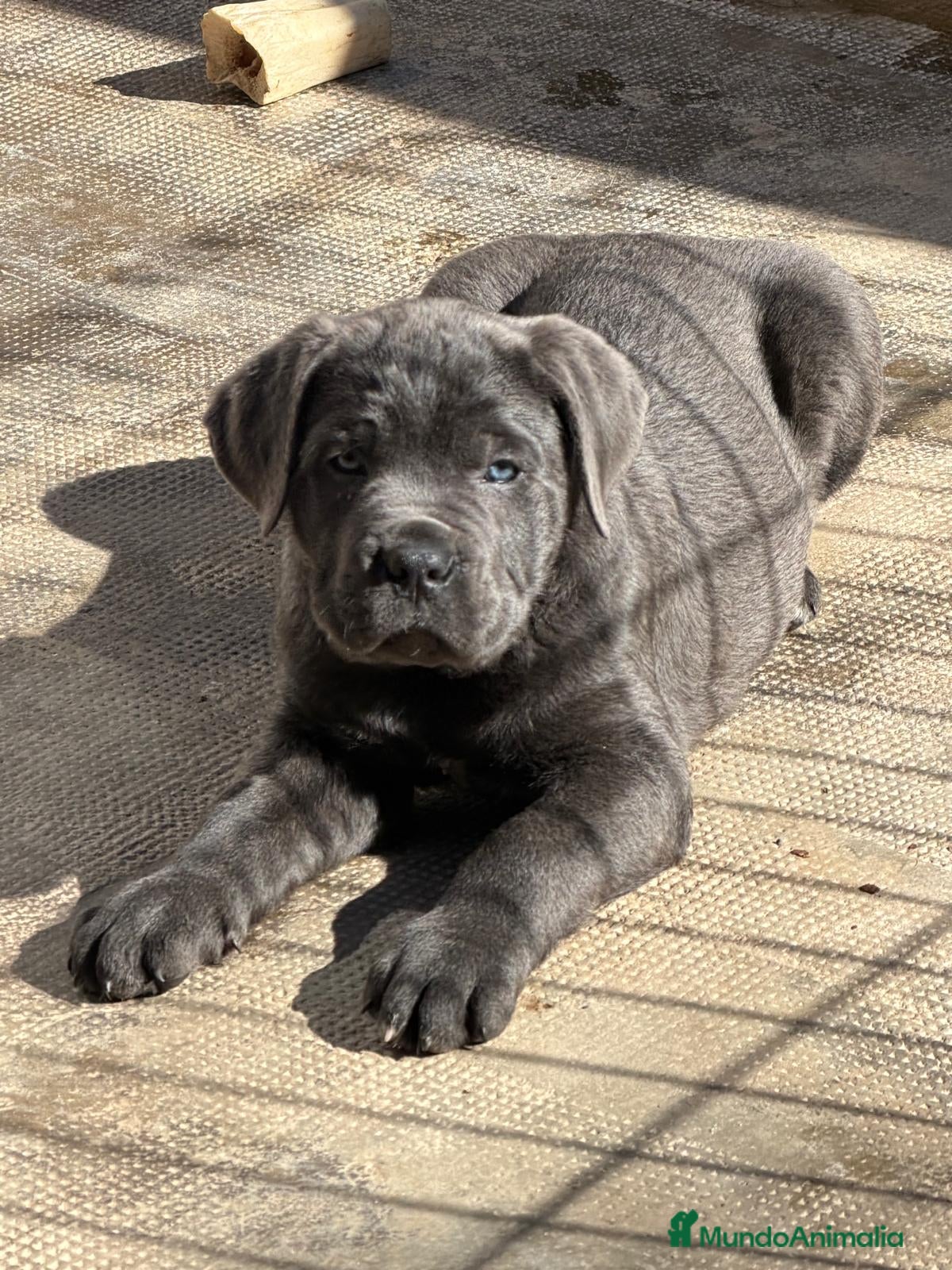Cane Corso perros Cachorrito cane corso  - Anuncio 15