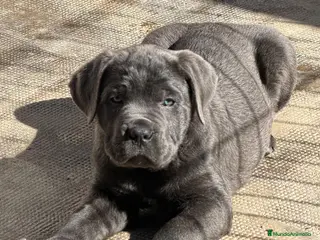 Cane Corso perros Cachorrito cane corso - Anuncio 15