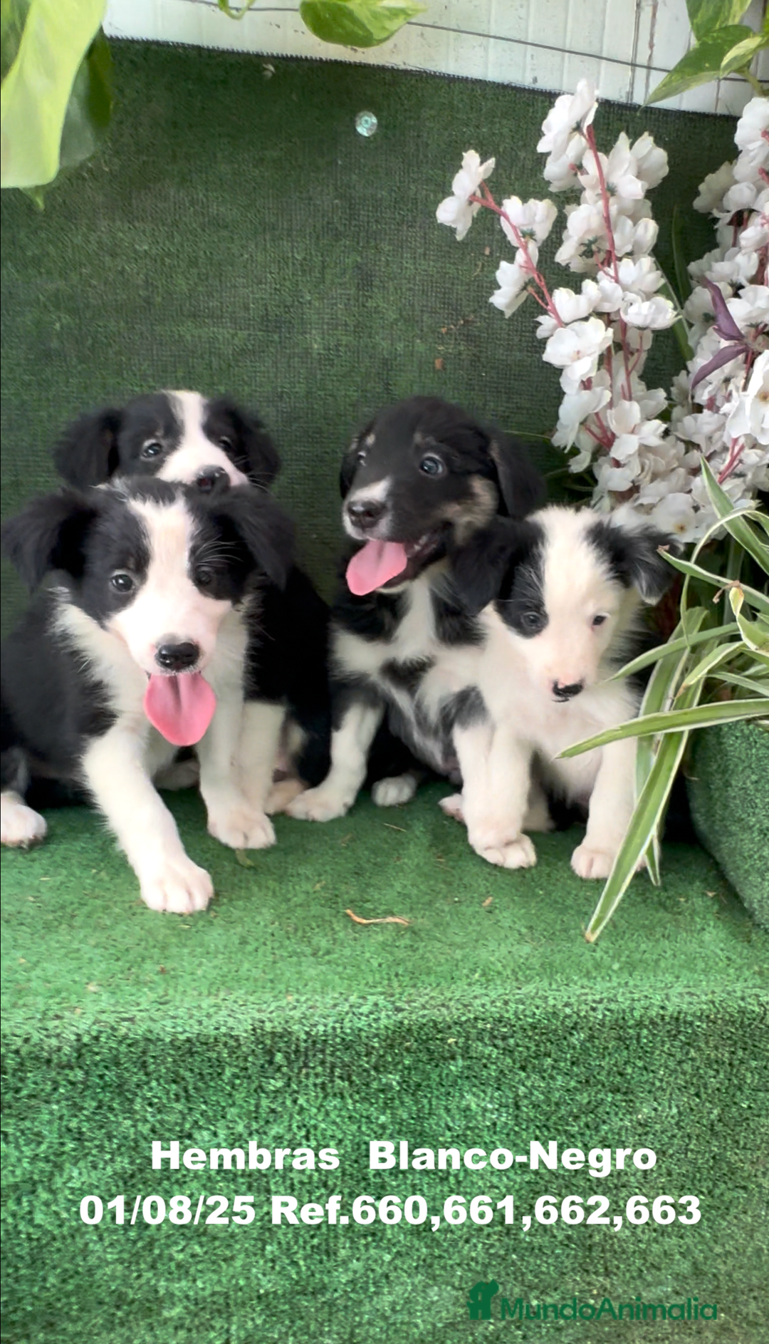 Border Collie perros en venta: Border Collie De Villa Biznaga - Imagen 18