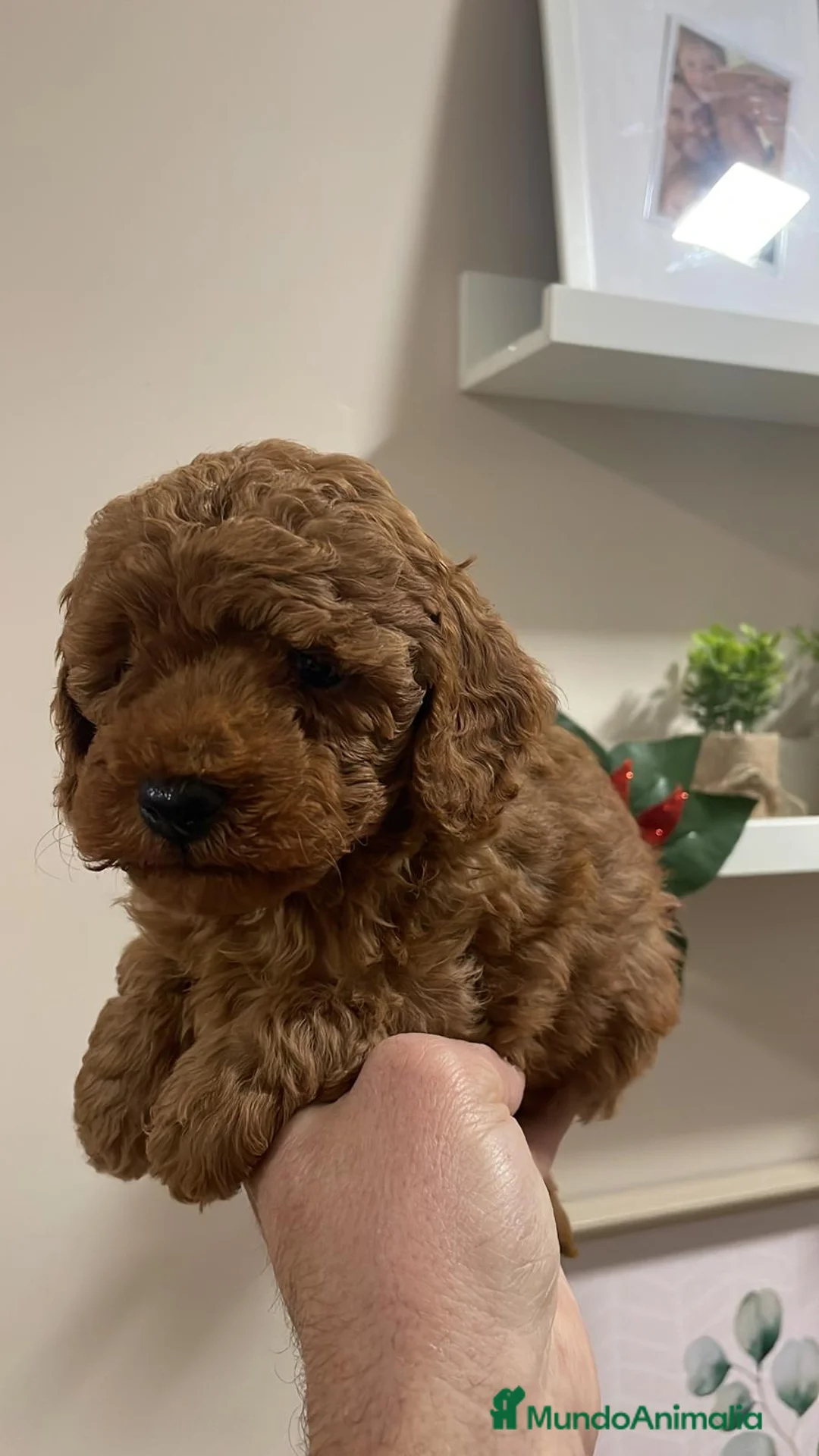 Raza Mixta perros en venta: caniche  en Sevilla - Anuncio 1