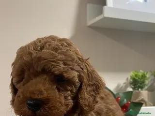 Raza Mixta perros caniche - Anuncio 1