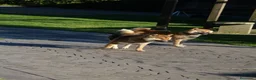 Shiba Inu perros en venta: SHIBA INU EN PONTEVEDRA - Anuncio 7