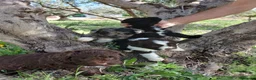 Otras razas perros en venta: AUSTRALIAN WATER DOG - Anuncio 11