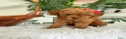 Caniche Toy perros en venta: CANICHE TOY - Anuncio 2