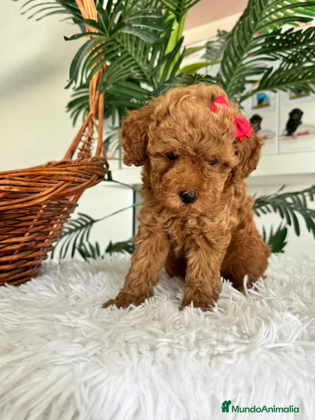 Caniche Toy perros en venta: CANICHE TOY - Anuncio 2