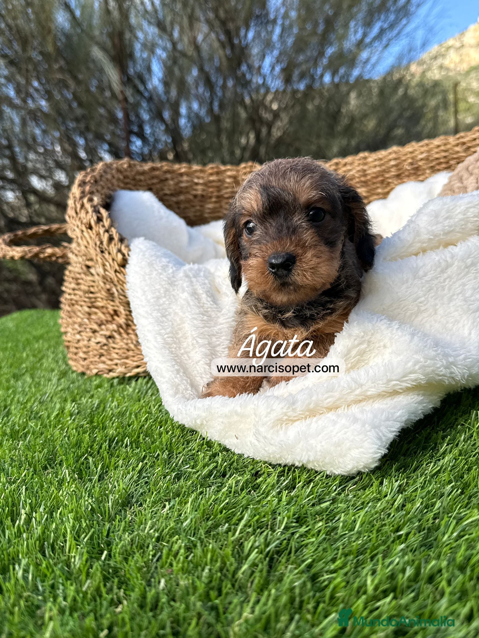 Teckel Miniatura perros TECKEL HEMBRA PELO DURO - Anuncio 1