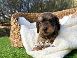 Teckel Miniatura perros TECKEL HEMBRA PELO DURO - Anuncio 1