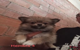 Pomerania perros en venta: POMERANIAS LULUS CALIDAD Y SELECCIÓN  - Imagen 1
