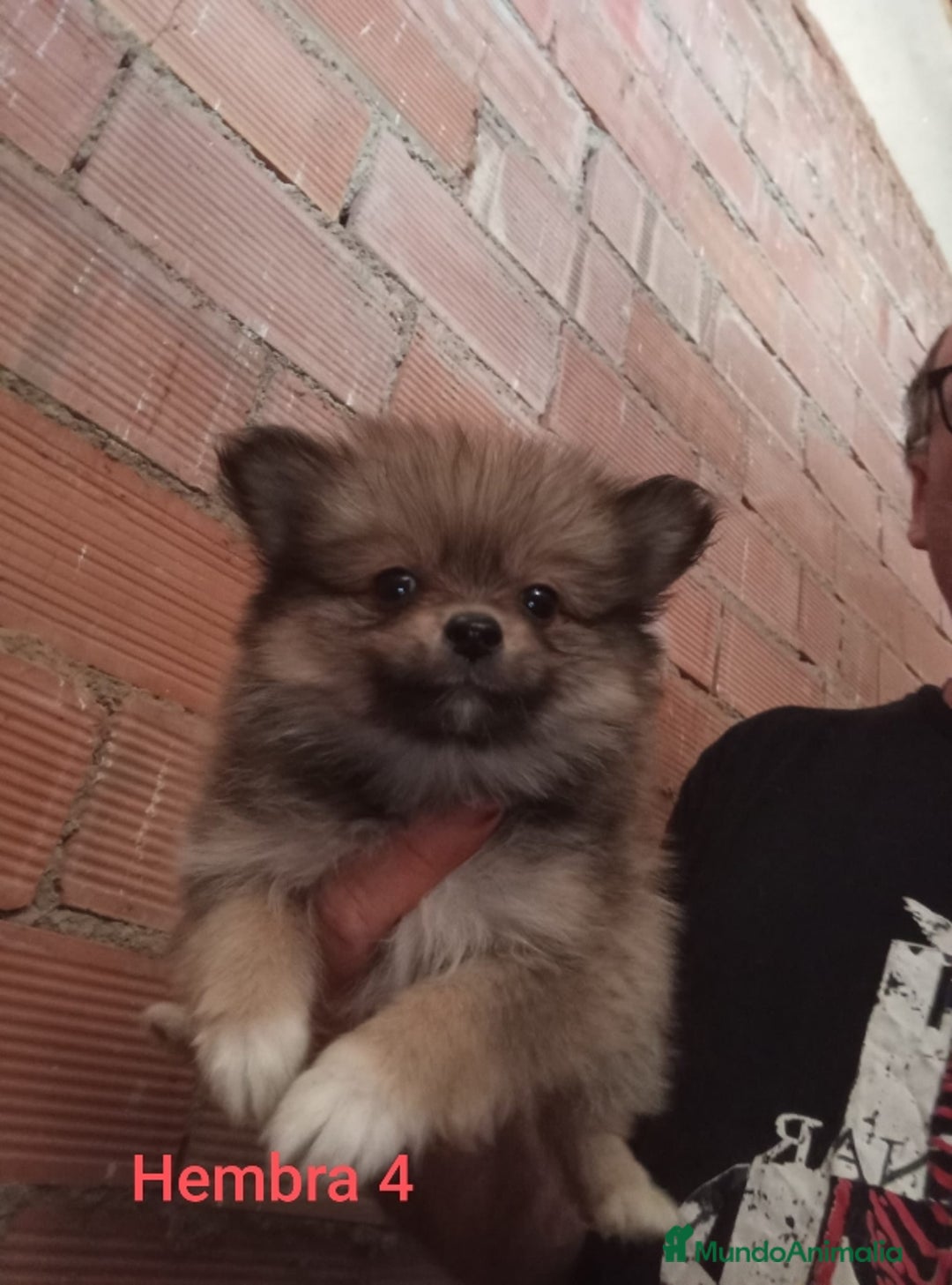 Pomerania perros en venta: POMERANIAS LULUS CALIDAD Y SELECCIÓN  - Imagen 1