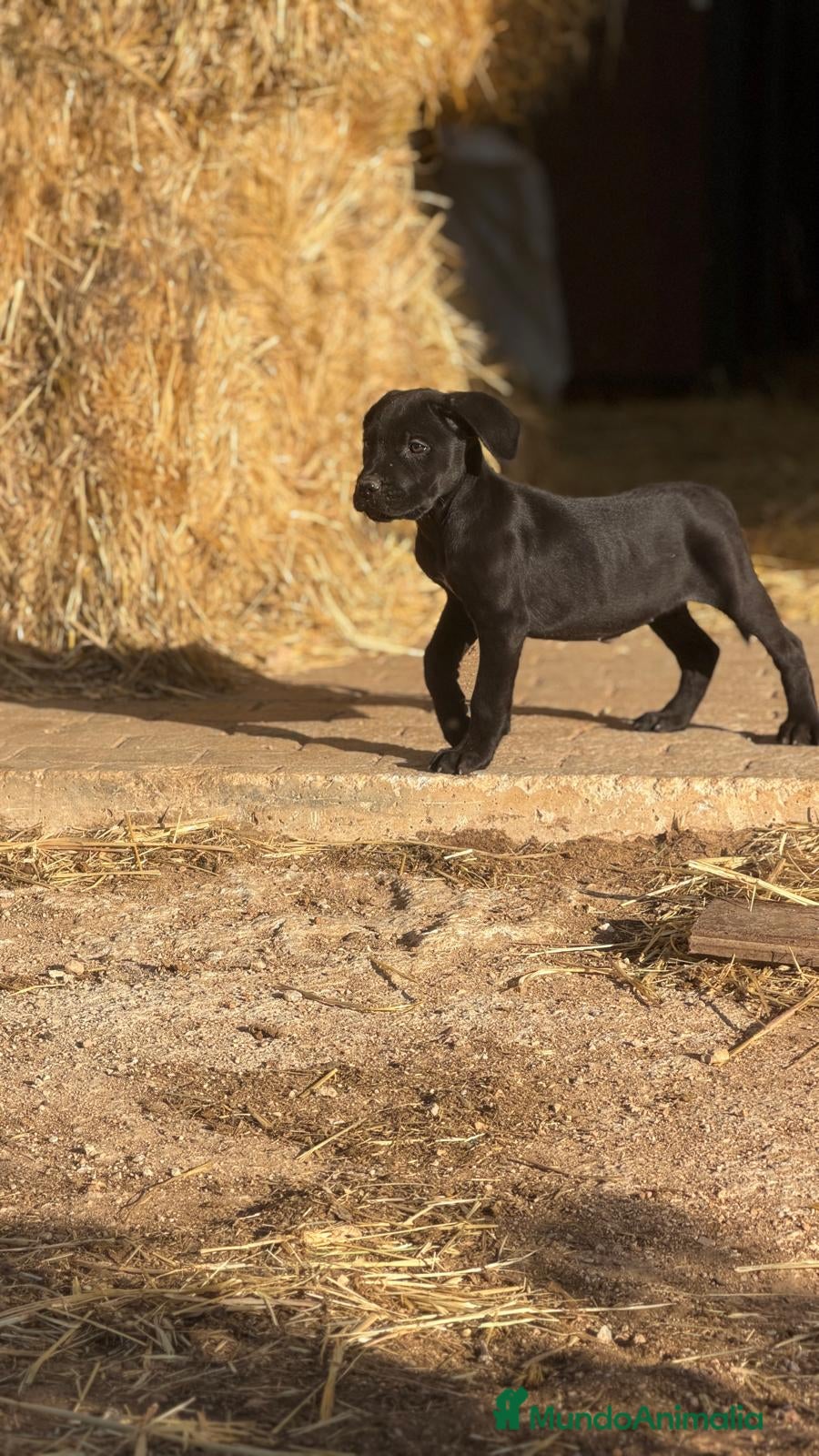 Cane Corso perros Cama de cane corso de mucha calidad - Anuncio 1