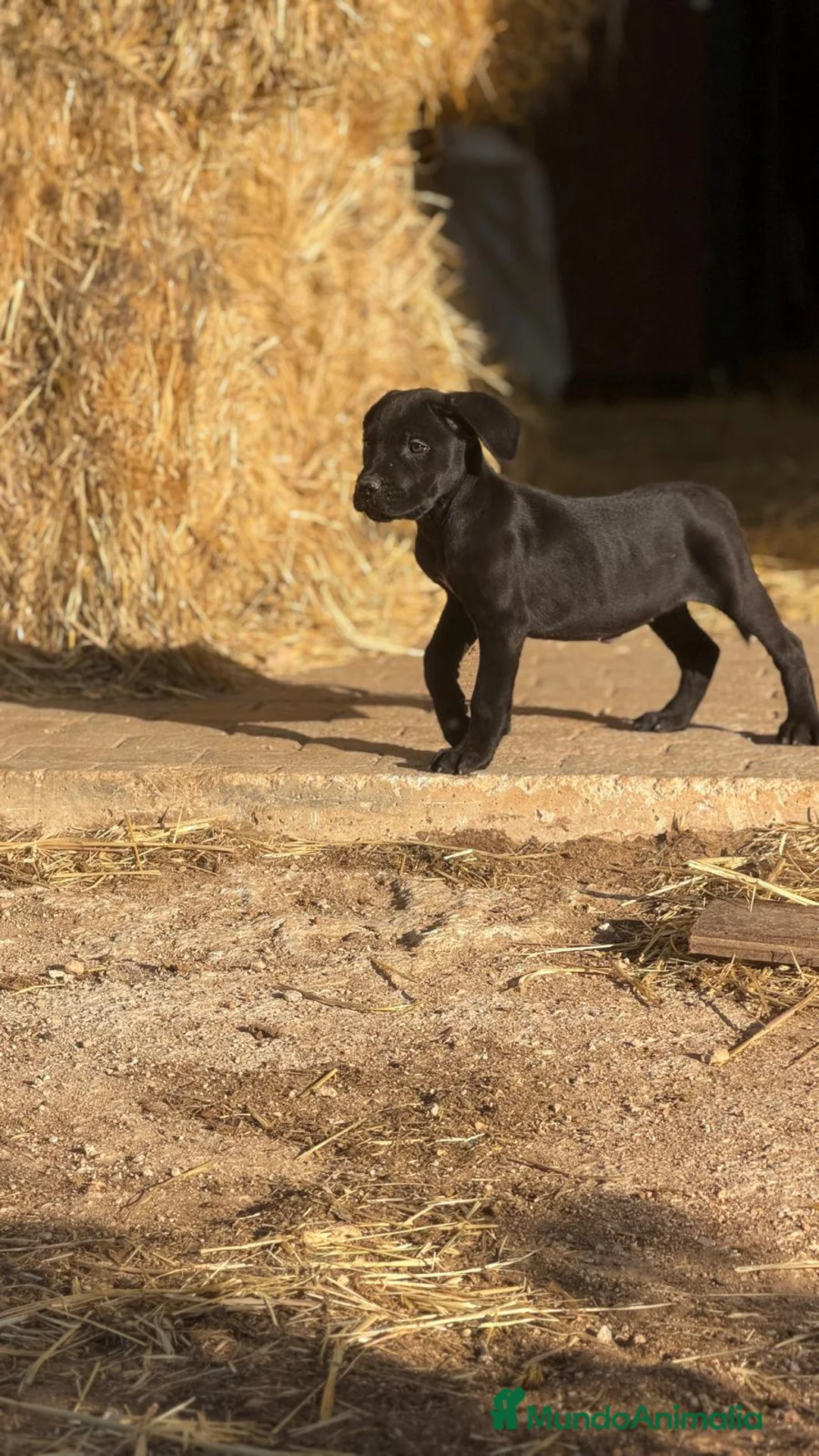 Cane Corso perros en venta: Cama de cane corso de mucha calidad - Anuncio 1