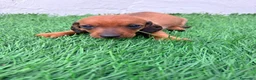 Teckel Miniatura perros en venta: Teckel miniatura rojizo - Anuncio 5