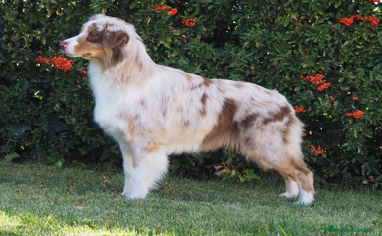 Pastor Australiano perros - Anuncio 4