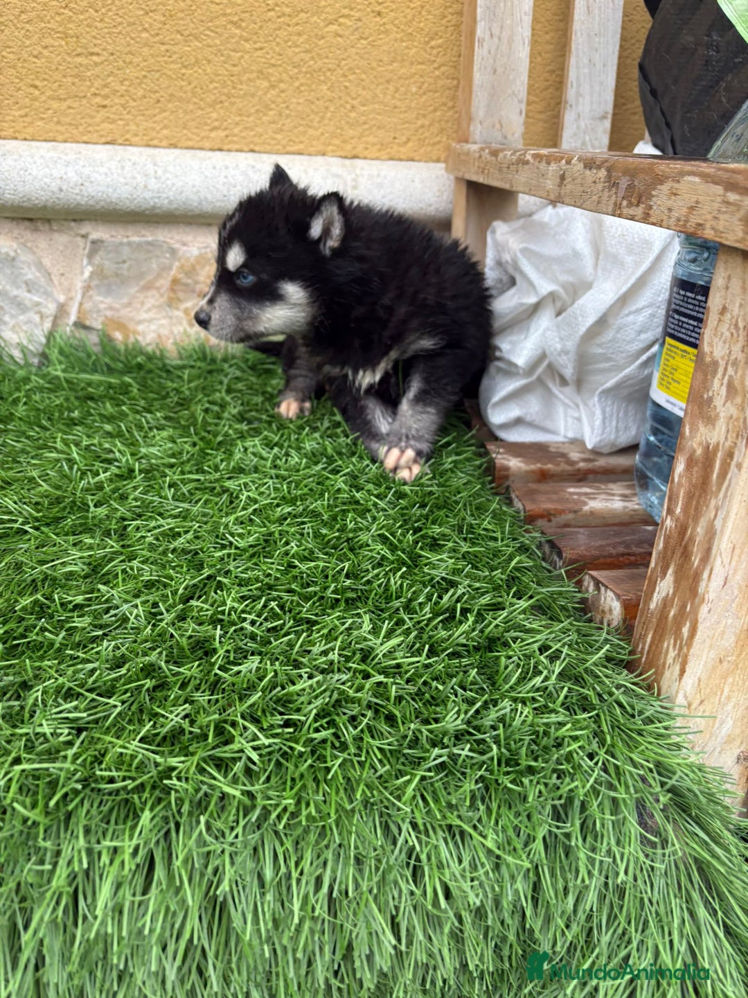 Husky Siberiano perros en venta: Cachorro de Husky Siberiano macho  - Anuncio 1