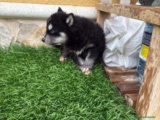 Husky Siberiano perros Cachorro de Husky Siberiano macho - Anuncio 3