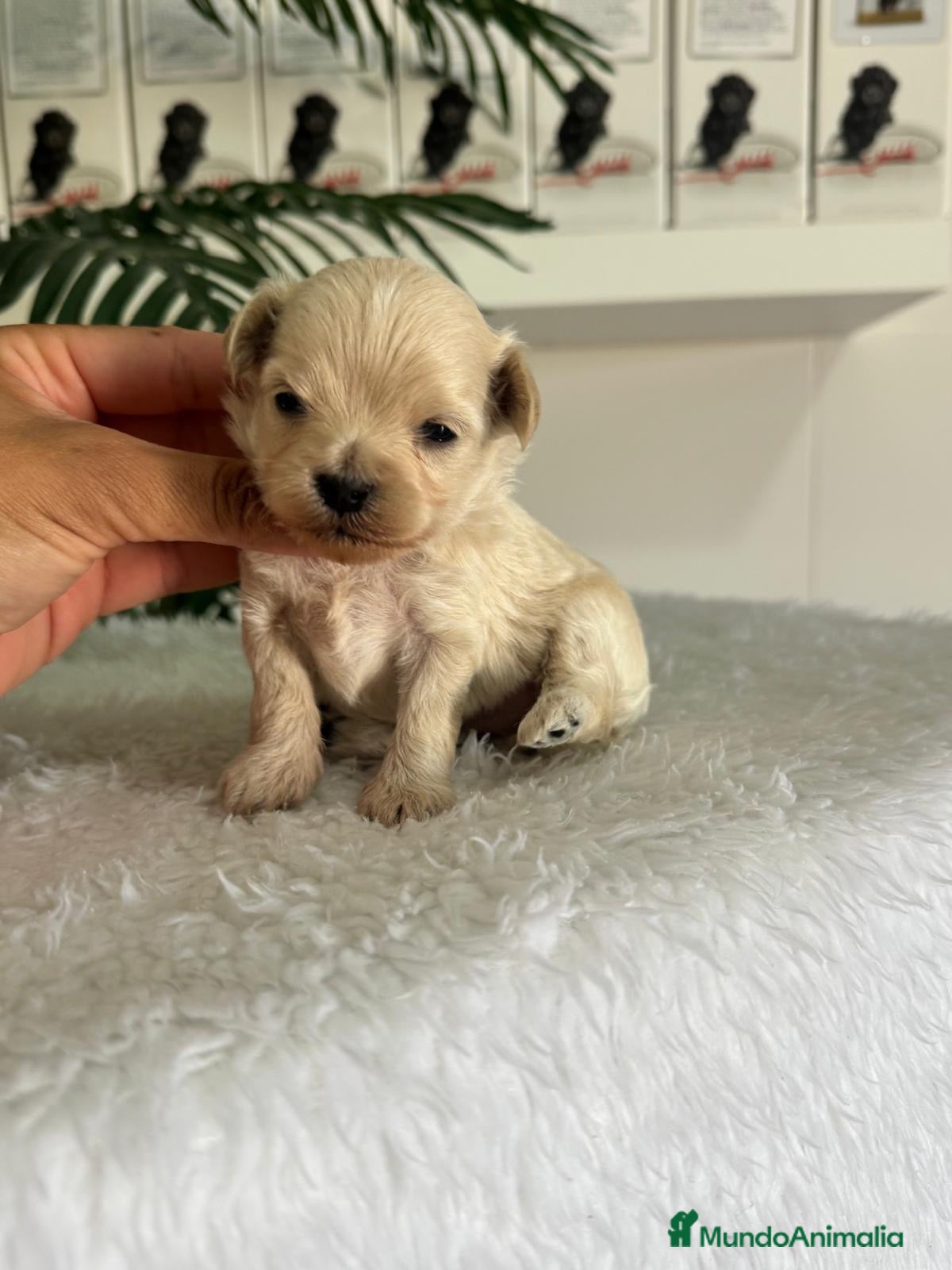 Maltipoo perros MALTIPOO COREANO  - Anuncio 1