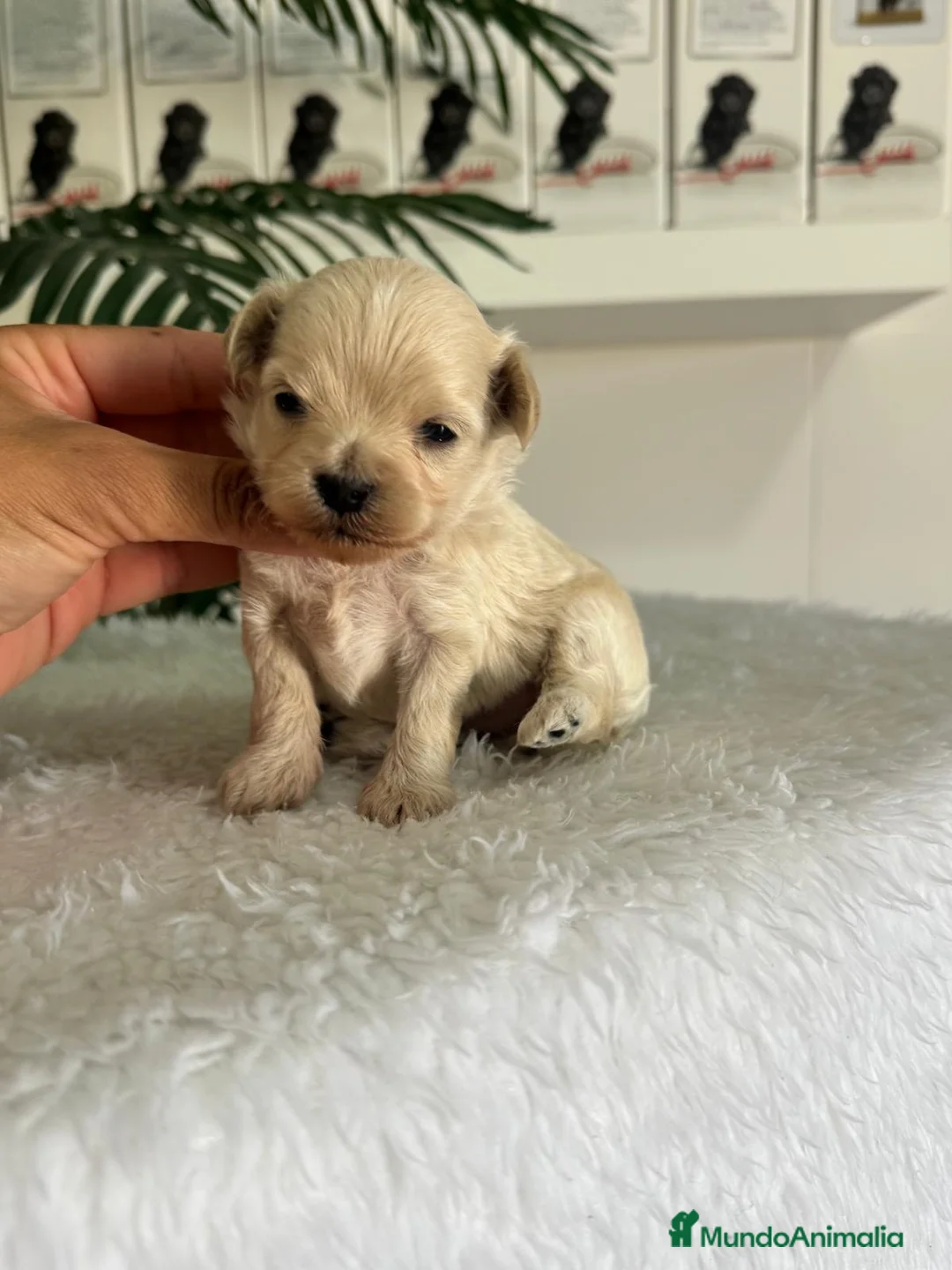 Maltipoo perros en venta: MALTIPOO COREANO  - Anuncio 1