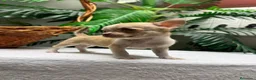 Chihuahua perros en venta:  🐾 DOS PRECIOSAS CHIHUAHUAS HEMBRAS 🐾 - Anuncio 24