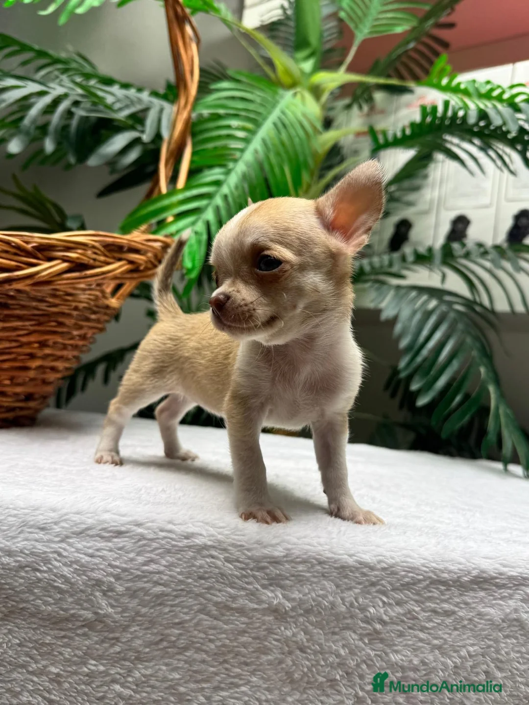 Chihuahua perros en venta:  🐾 DOS PRECIOSAS CHIHUAHUAS HEMBRAS 🐾 - Anuncio 24