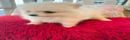 Pomerania perros en venta: Pomerania toy - Anuncio 7