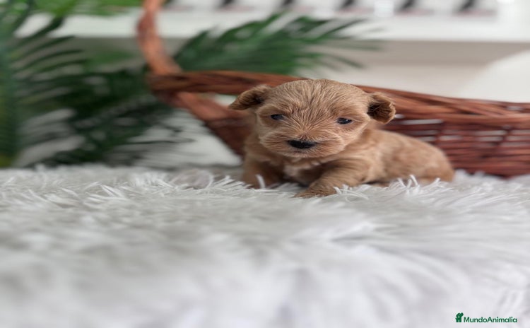 Maltipoo perros - Anuncio 1