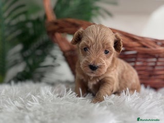 Maltipoo perros - Anuncio 1