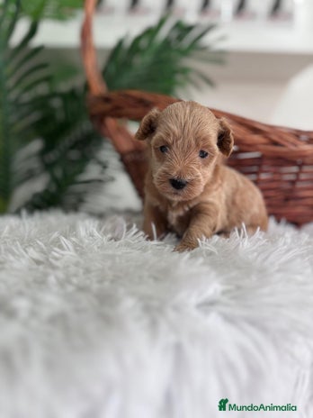 Maltipoo perros - Anuncio 1