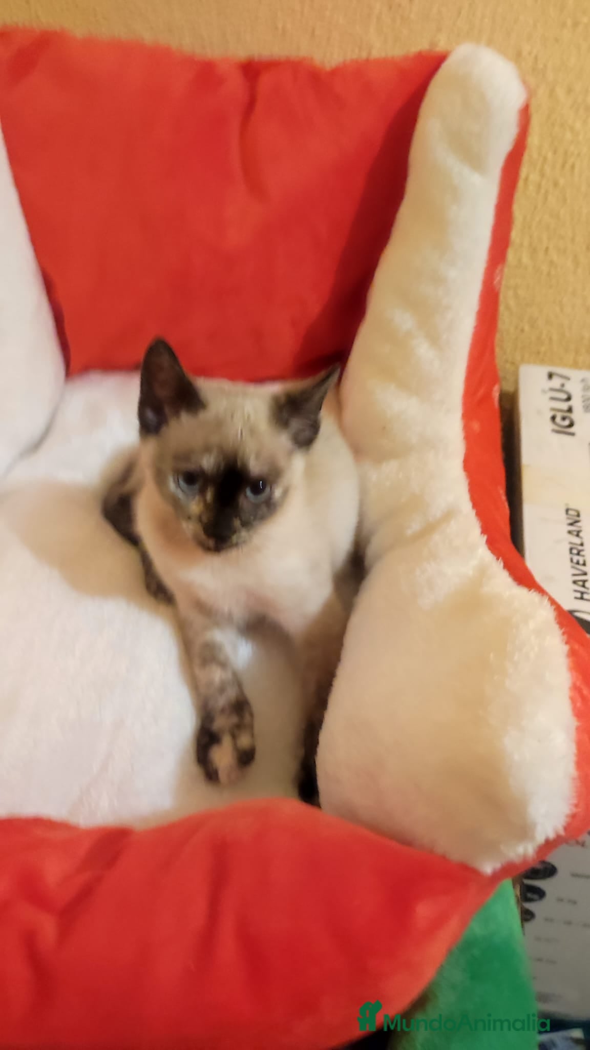 Siamés gatos Siamés  - Anuncio 2