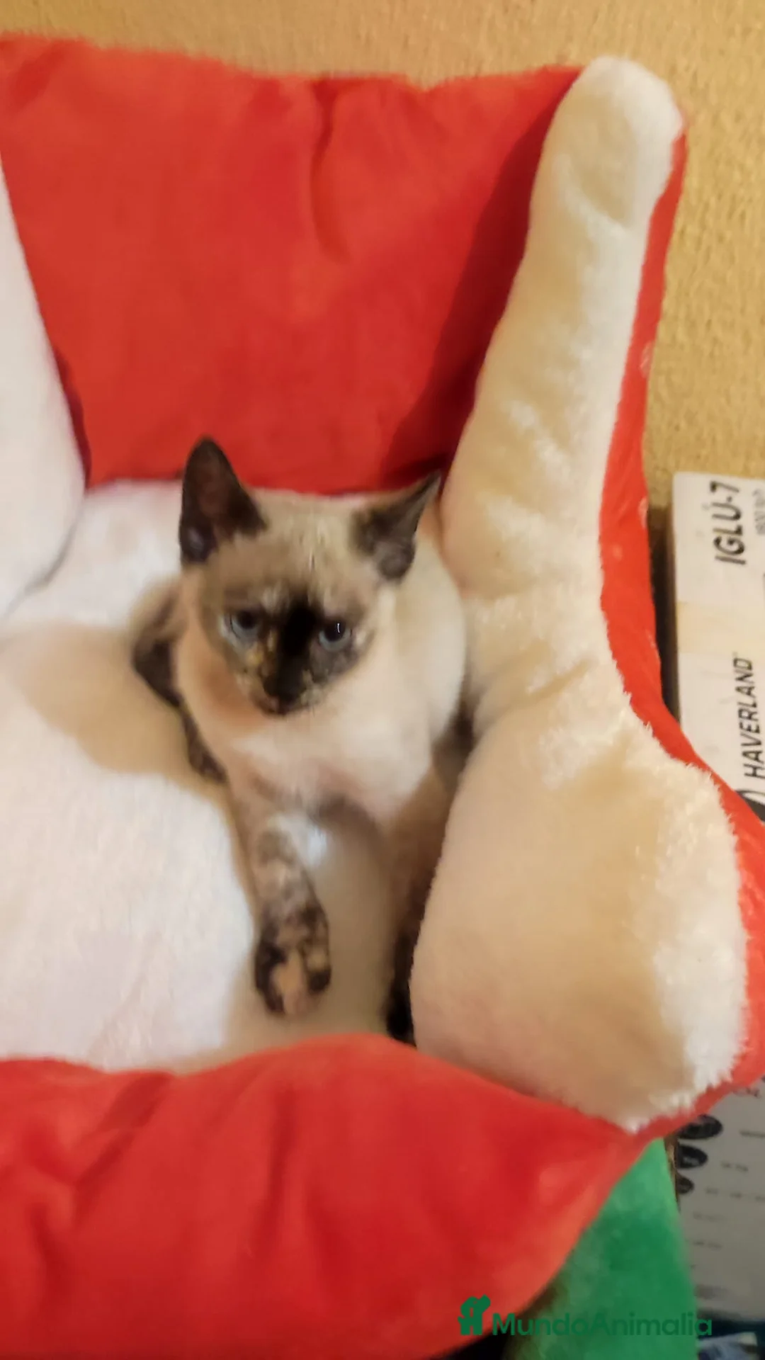 Siamés gatos en venta: Siamés  - Anuncio 1