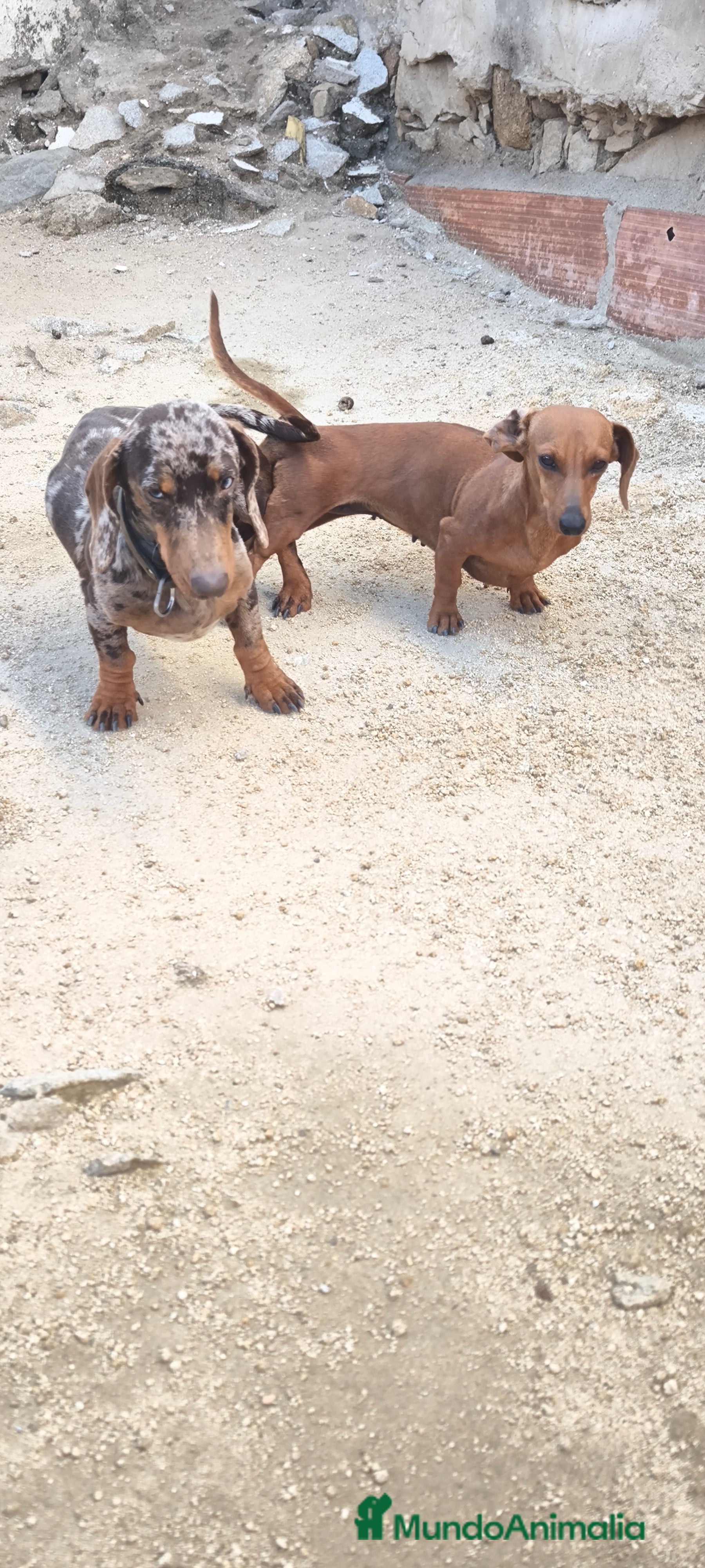 Teckel Miniatura perros camada teckel arlequín y todos los colores  - Anuncio 26