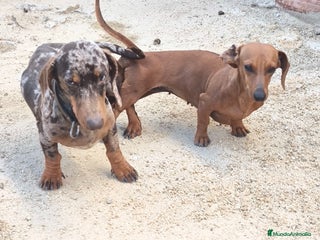 Teckel Miniatura perros camada teckel arlequín y todos los colores - Anuncio 1