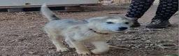Alaskan Malamute perros en venta: Alaskan Malamute hembras - Anuncio 10