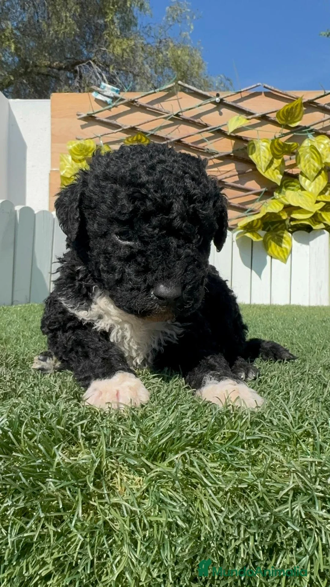 Perro de Agua Español perros en venta: PERRO DE AGUA - Anuncio 1