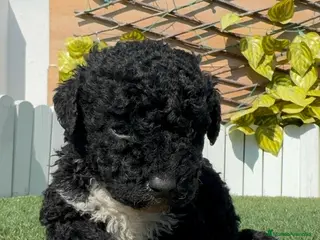 Perro de Agua Español perros PERRO DE AGUA - Anuncio 1