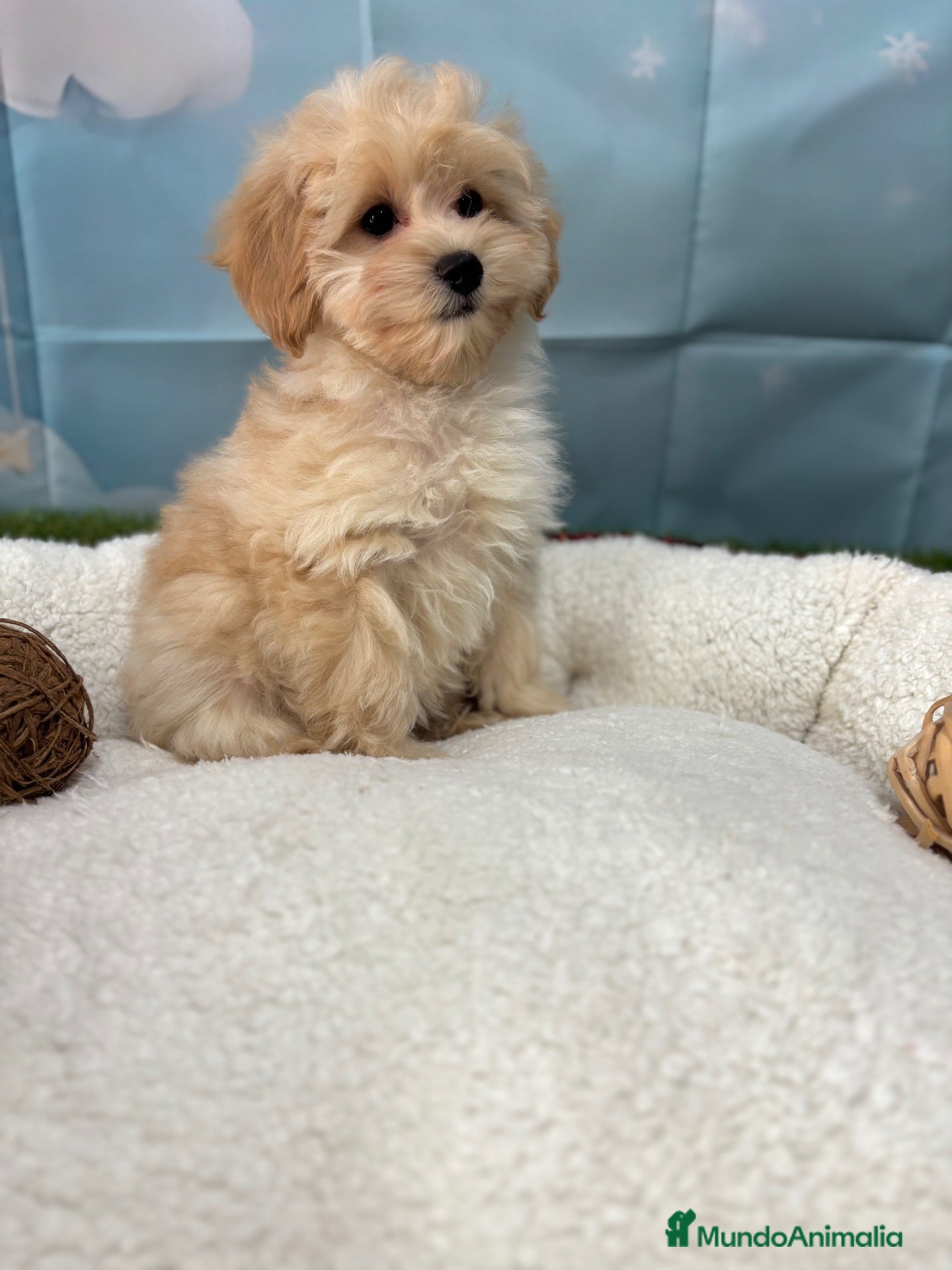 Maltipoo perros Maltipoo macho fotos reales y actuales !! - Anuncio 2