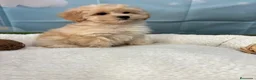 Maltipoo perros en venta: Maltipoo macho fotos reales y actuales !! - Anuncio 1