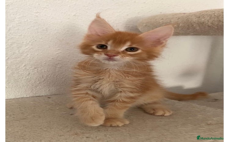 Maine Coon gatos - Anuncio 1