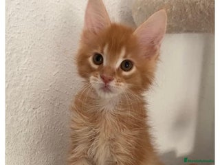 Maine Coon gatos - Anuncio 1
