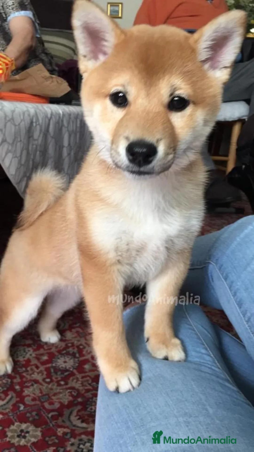 Imagen de galería {{count}}