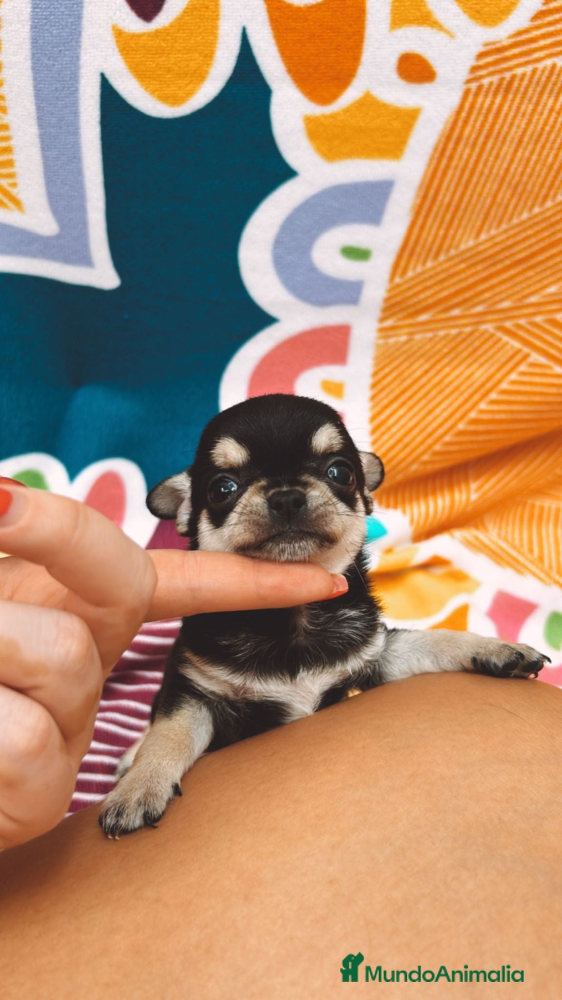 Chihuahua perros Chihuhua toy - Anuncio 2