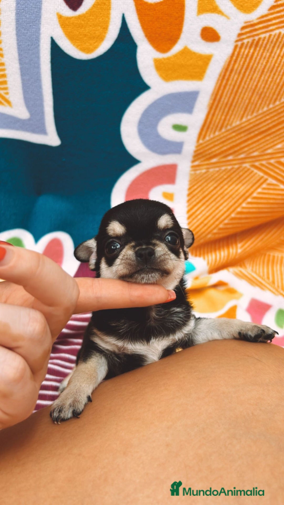 Chihuahua perros en venta: Chihuhua toy - Anuncio 2