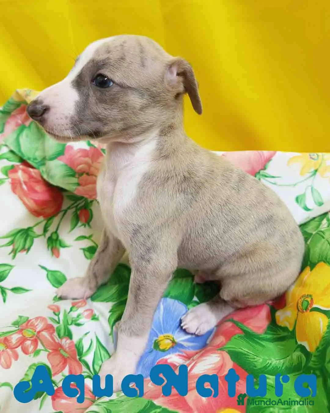 Pequeño Lebrel Italiano perros en venta: Lebrel Italiano Macho 4291 AQUANATURA - Anuncio 2